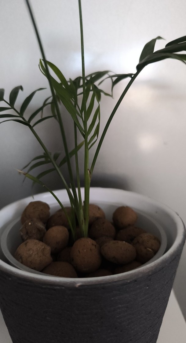 Arela palmiyesi - Görsel 4