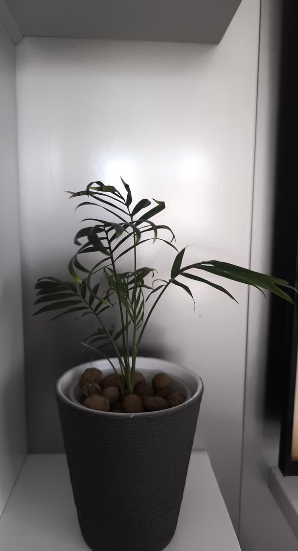 Arela palmiyesi - Görsel 3