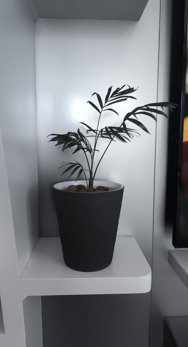 Arela palmiyesi - Görsel 2