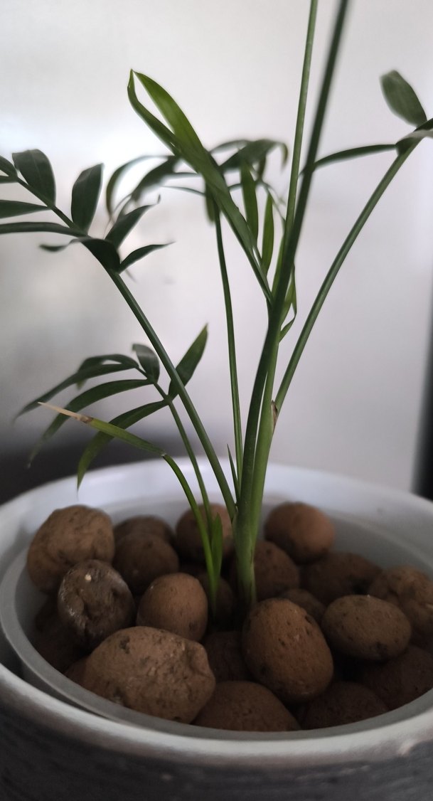 Arela palmiyesi - Görsel 5