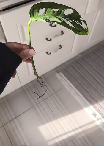 monstera adansoni - Görsel 3