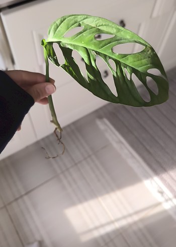 monstera adansoni - Görsel 2
