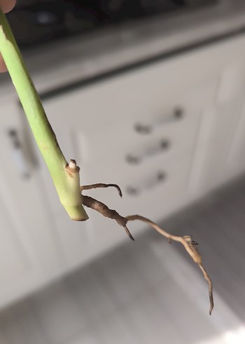 monstera adansoni - Görsel 5