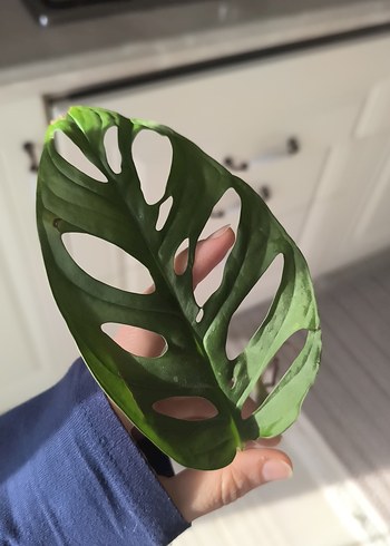 monstera adansoni - Görsel 7