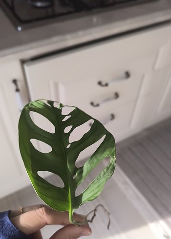 monstera adansoni - Görsel 6