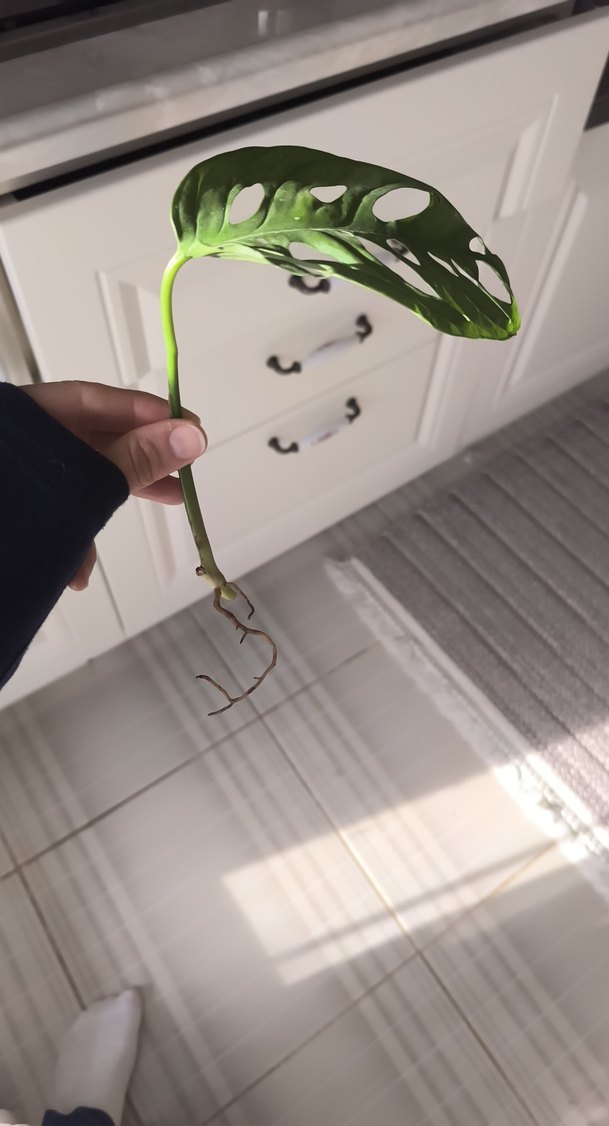 monstera adansoni - Görsel 3