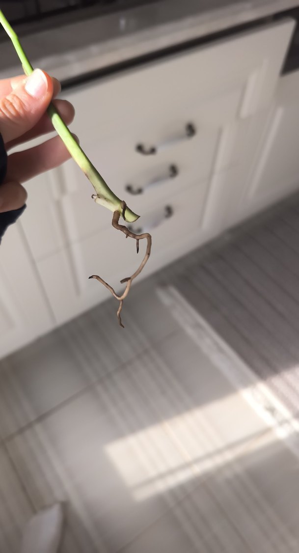 monstera adansoni - Görsel 4