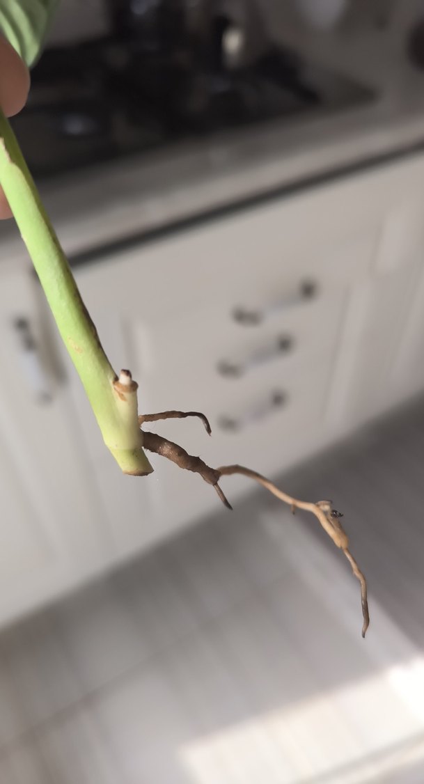 monstera adansoni - Görsel 5