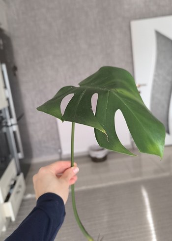 Monstera - Görsel 2