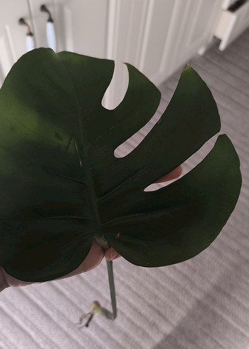 Monstera - Görsel 8