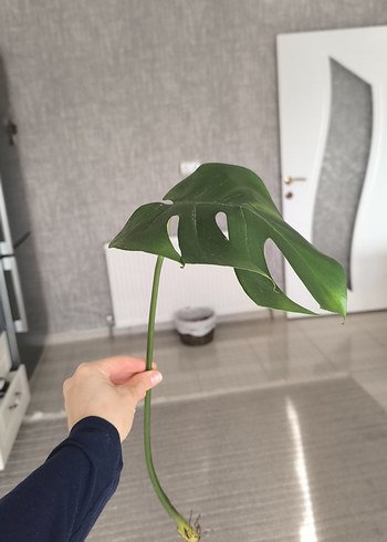 Monstera - Görsel 3