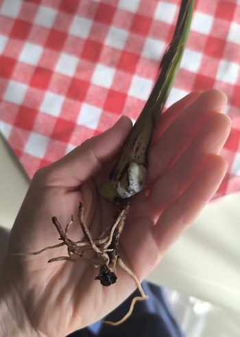 Monstera - Görsel 6