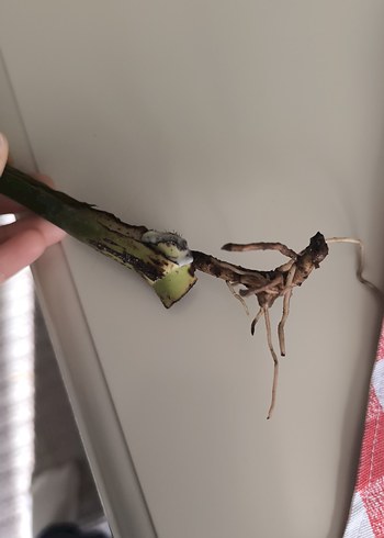 Monstera - Görsel 5