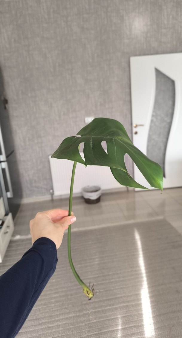 Monstera - Görsel 3