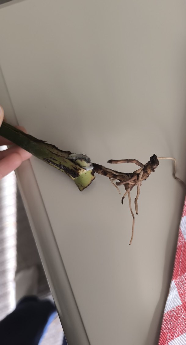 Monstera - Görsel 5