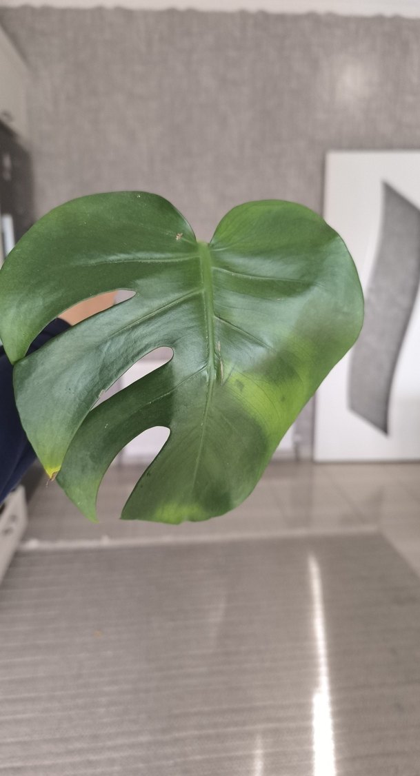 Monstera - Görsel 4