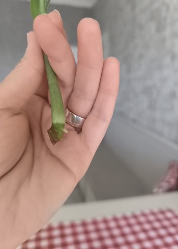 Beden yeşil Renk Aglaonema