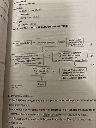 Beden Renk Veteriner sezgin sentürk hastalik