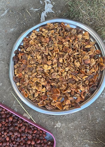 Kurutulmuş kuru kayısı