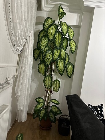 Difenbahya ağlayan çiçek 2.10 cm