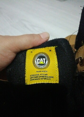 40 Beden Bot cat