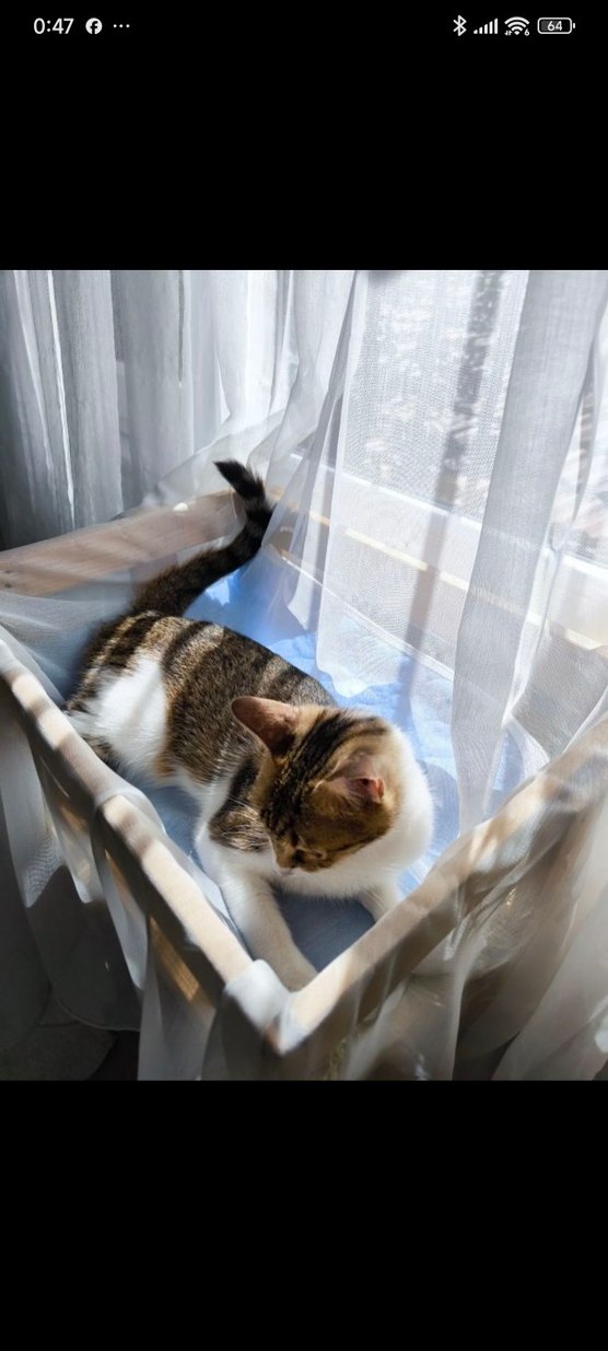 Ahşap Petek üstü Kedi Yatağı (yer yatağına da dönüşüyor) - Görsel 2