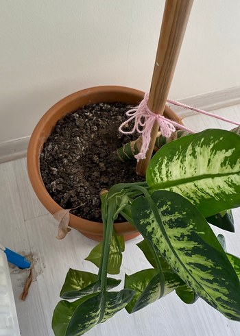 DİFENBAHYA Büyük Yapraklı Dekoratif Ev Bitkisi - Görsel 4