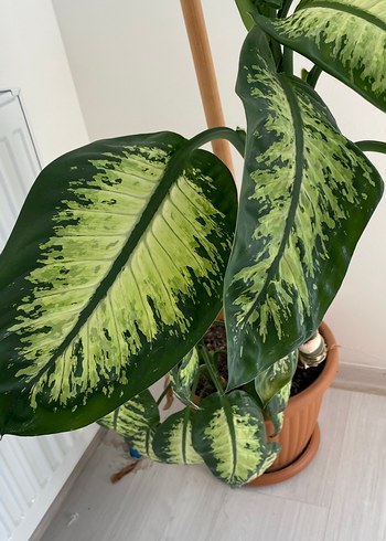 DİFENBAHYA Büyük Yapraklı Dekoratif Ev Bitkisi - Görsel 2