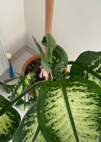 DİFENBAHYA Büyük Yapraklı Dekoratif Ev Bitkisi - Görsel 3