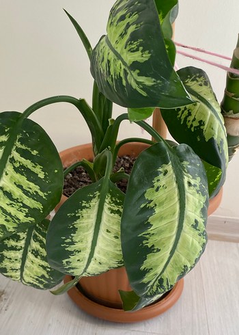 DİFENBAHYA Büyük Yapraklı Dekoratif Ev Bitkisi - Görsel 5