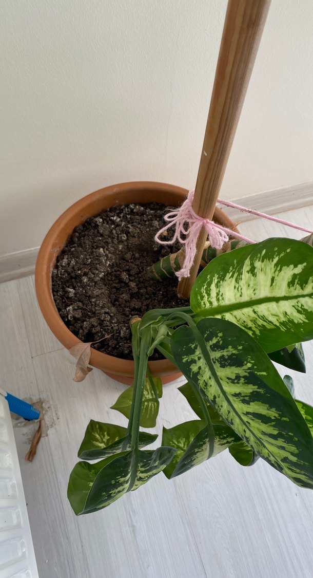 DİFENBAHYA Büyük Yapraklı Dekoratif Ev Bitkisi - Görsel 4