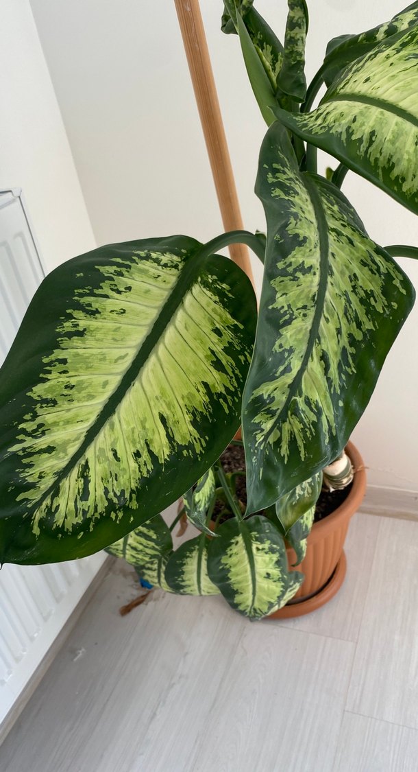 DİFENBAHYA Büyük Yapraklı Dekoratif Ev Bitkisi - Görsel 2