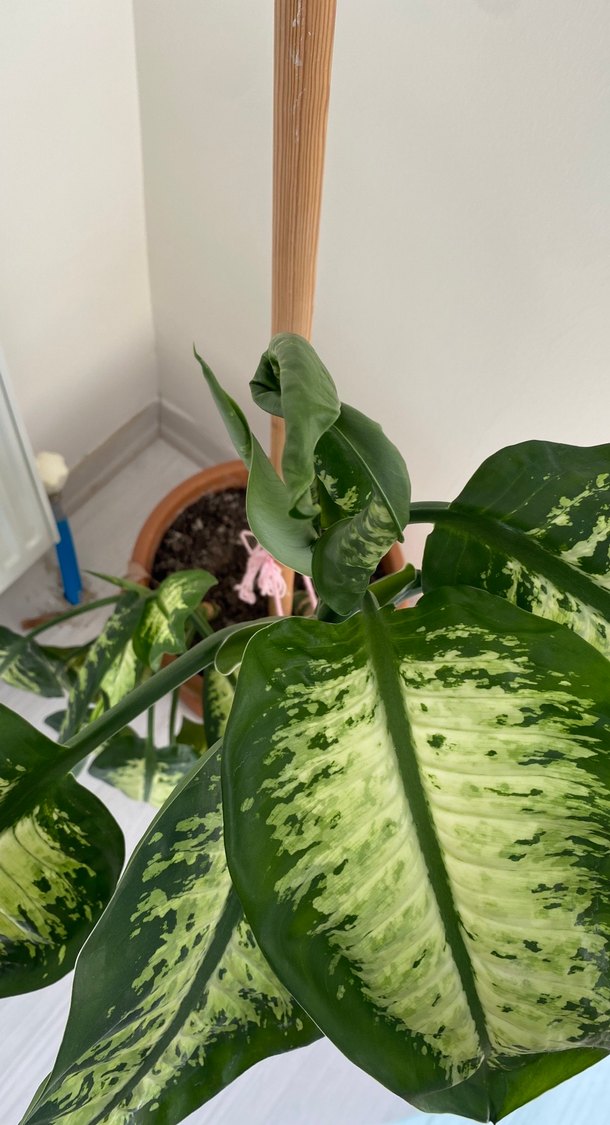 DİFENBAHYA Büyük Yapraklı Dekoratif Ev Bitkisi - Görsel 3