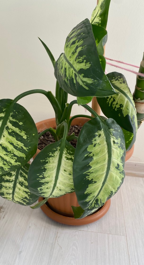 DİFENBAHYA Büyük Yapraklı Dekoratif Ev Bitkisi - Görsel 5