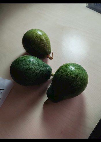avakado