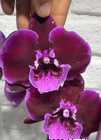 Çiçeksiz orkide phal 