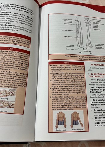 Ozan anatomi 3.baskı - Görsel 3
