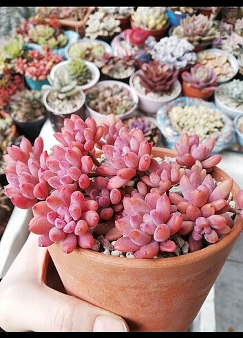 Sedum pats Pink Sukulent 