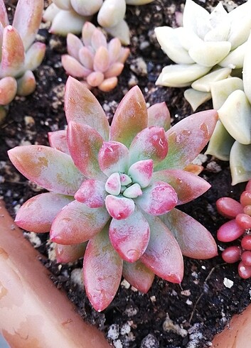 Beden Sedum pats Pink Sukulent