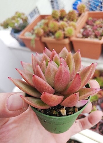 Diğer Echeveria agaviodes