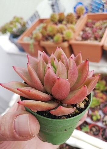Beden Echeveria agaviodes