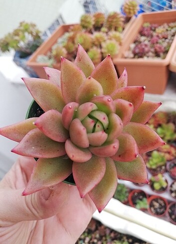 Echeveria agaviodes 