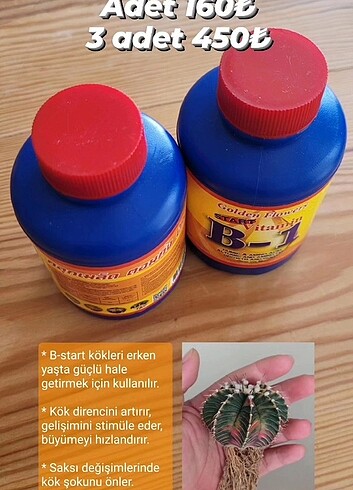  Beden B1 B start köklendirici