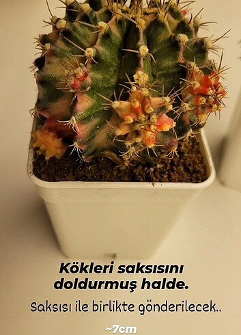 Diğer Gymnocalycium variegated