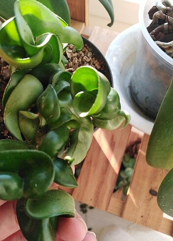  Hoya compacta 