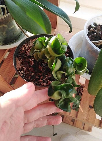  Beden Hoya compacta 