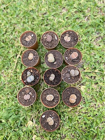 Özel tür lithops yaşayan taş kaktüs