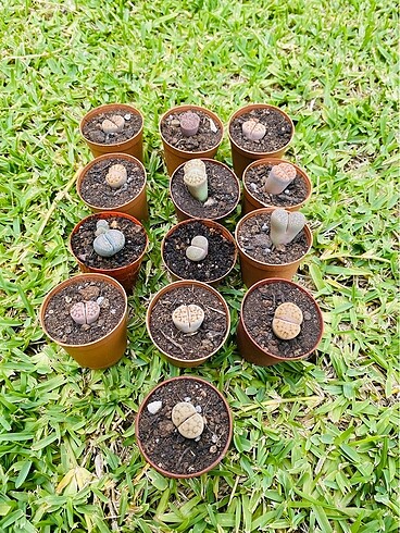 Beden Özel tür lithops yaşayan taş kaktüs