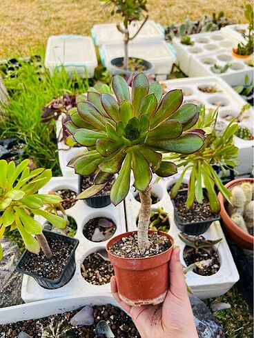 Aeonium