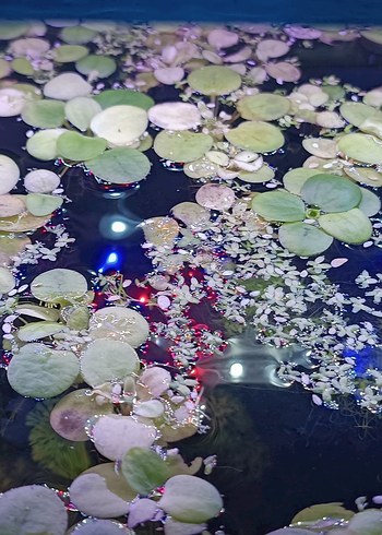  Su Bitkisi amazon frogbit